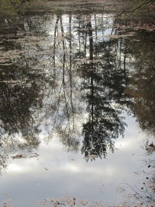 Teich auf unserem Grundstück 2011